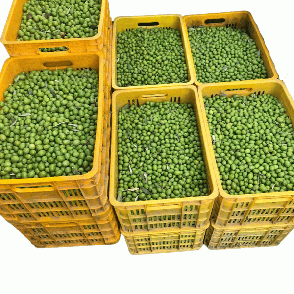 میوه زیتون 600x600